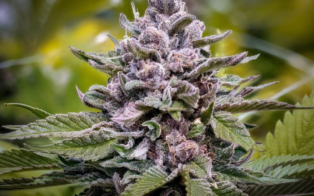 Wyoming Advocates Adamant on Collecting Signatures for Ballot Initiatives