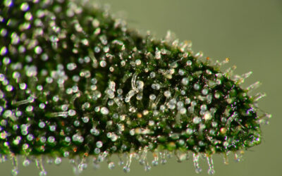 Oregon Cannabis Industry Groups Merge Amid Market Downturn