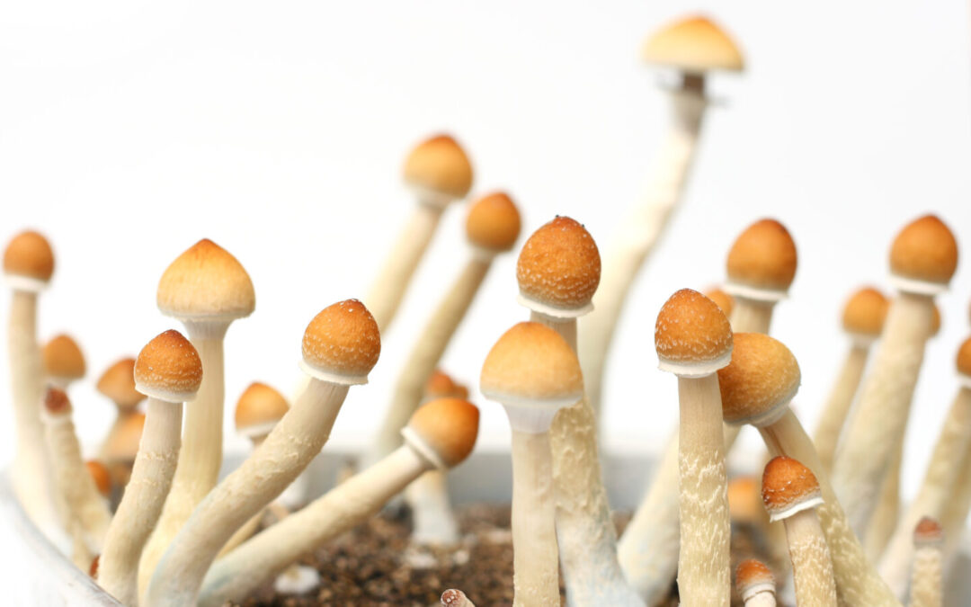 California Gov. Gavin Newsom Vetoes Psychedelics Decriminalization Bill