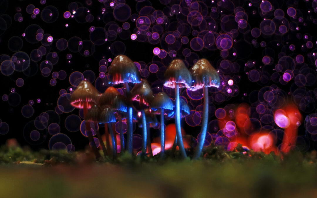 Portland, Maine ‘Deprioritizes’ Prosecution for Psilocybin