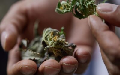 12 cannabis brands and organizations supporting veterans