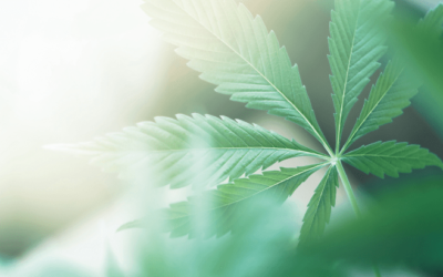 Public Support for Marijuana Legalization Achieves Historic High