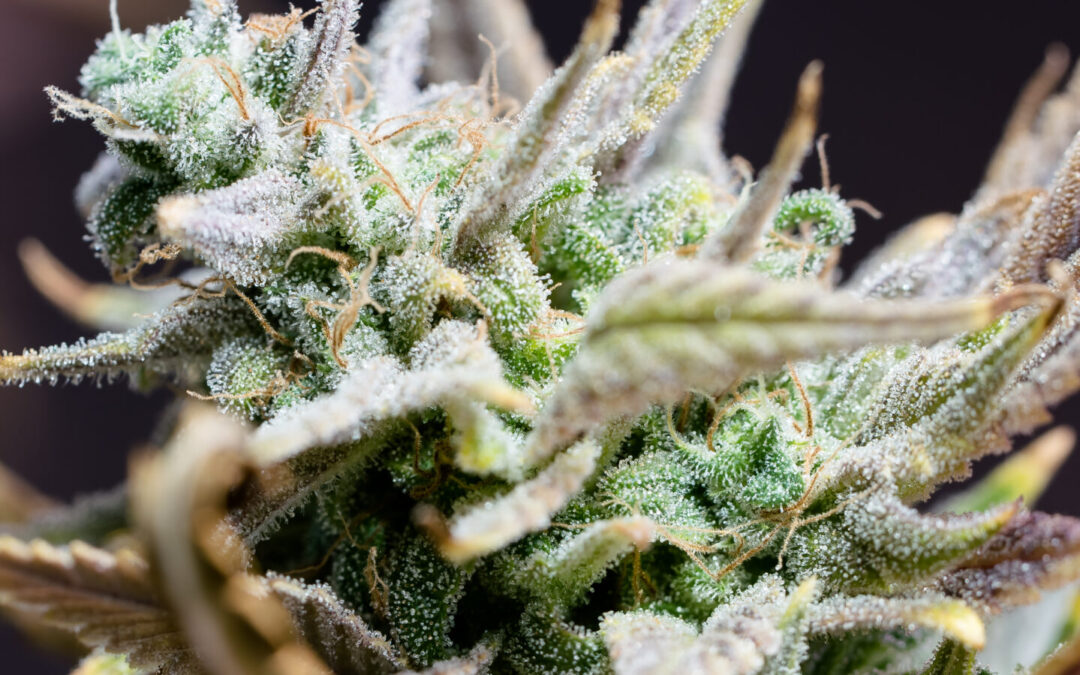 Sarasota Moves To Make Cannabis Possession Criminal Again After Few Pay Civil Fines