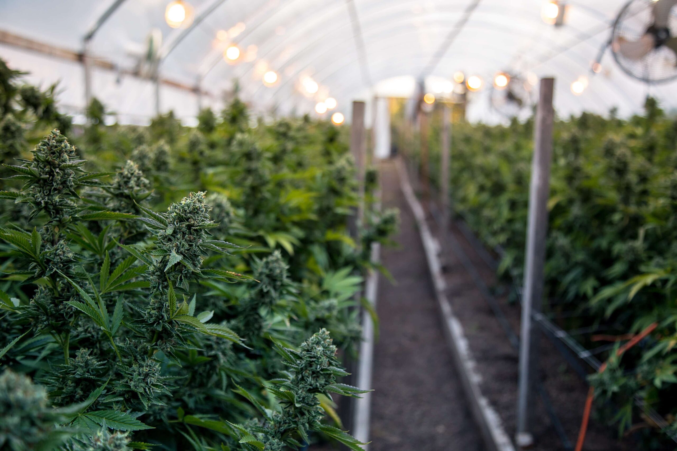 Feds Tell Farmers To Grow Hemp or Weed, But Not Both