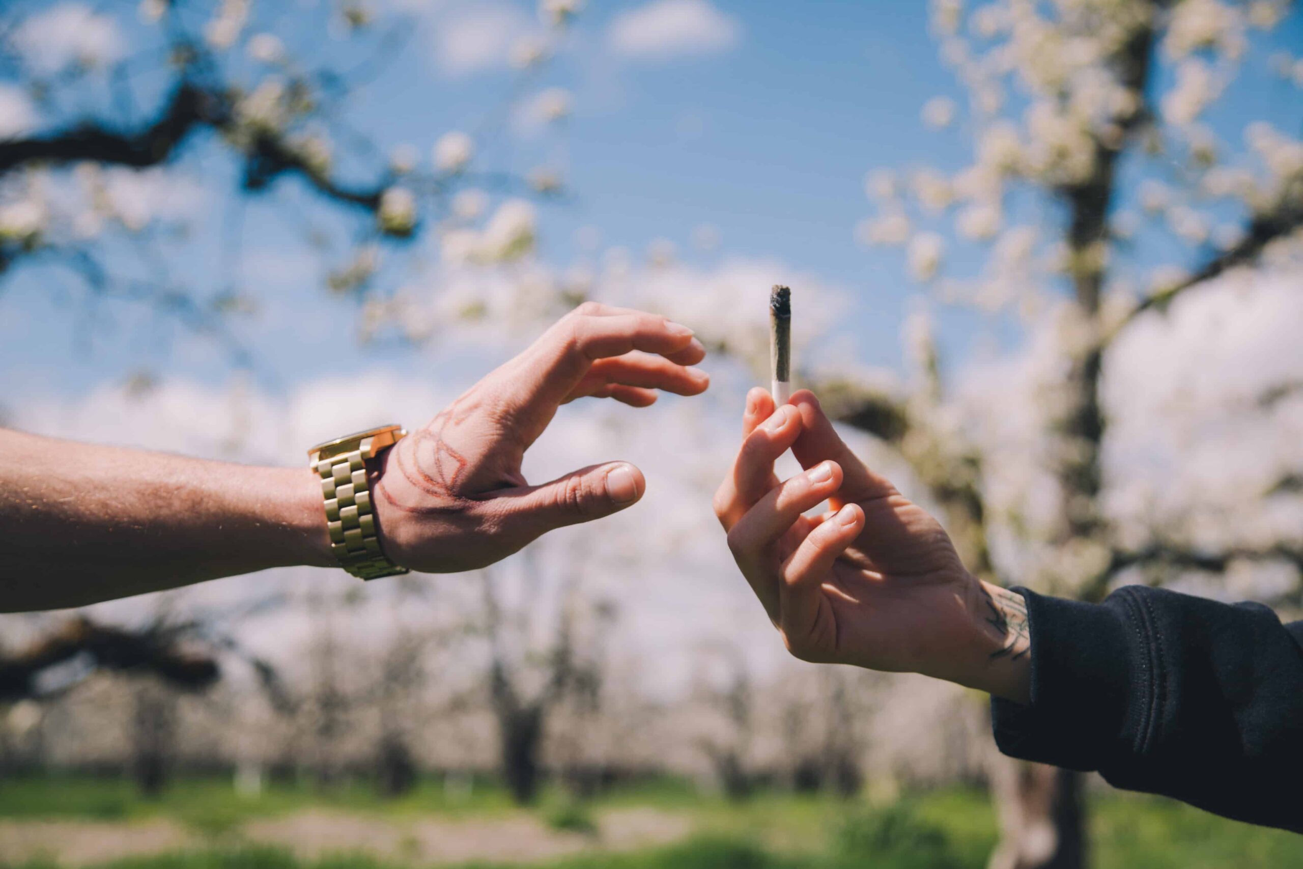 Smoker Sesh App Wins Cannabis Start-Up Competition at Boston University