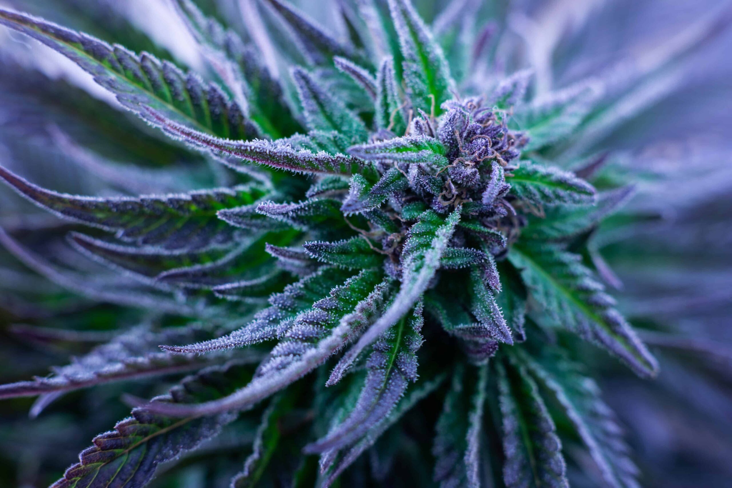 Democrats Seek Updated Federal Financial Rules for Cannabis Business Owners With Weed Convictions