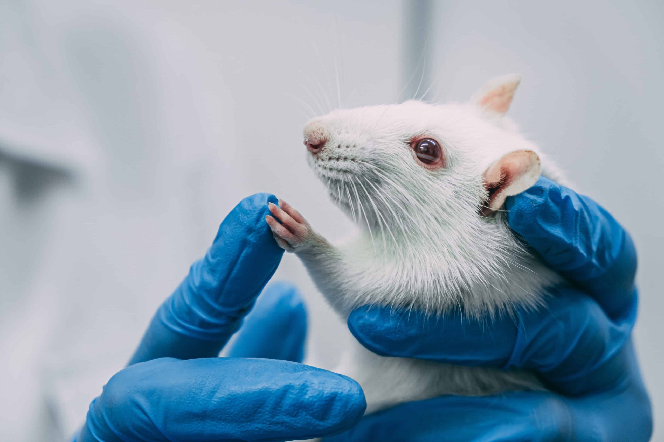 Swedish Researchers Study Effects of LSD, Ketamine on Rats