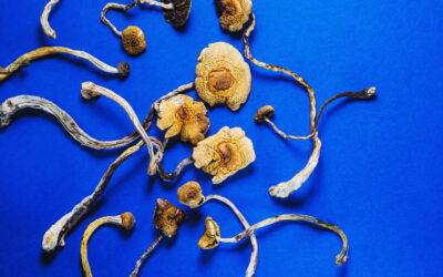 Massachusetts Governor Unveils Veterans Psychedelics Research Bill