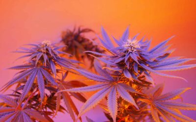 Hawaii Attorney General Releases Weed Legalization Plan