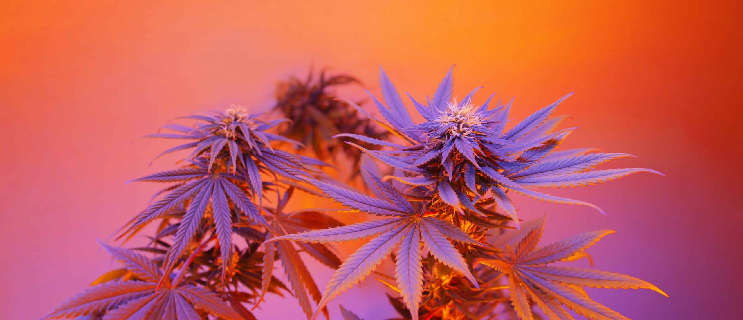 Hawaii Attorney General Releases Weed Legalization Plan
