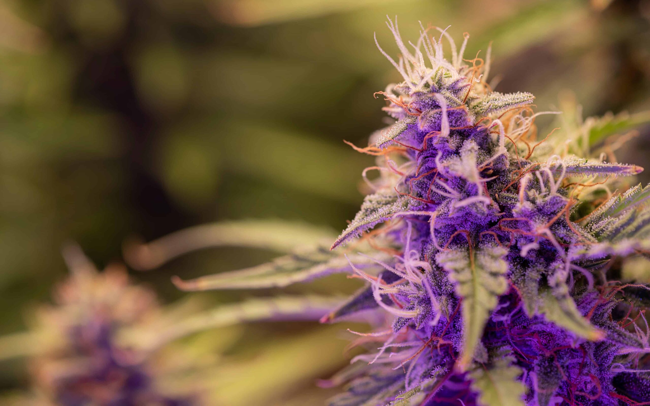 Ohio Pot Legalization Backers Outraise Opponents Three to One