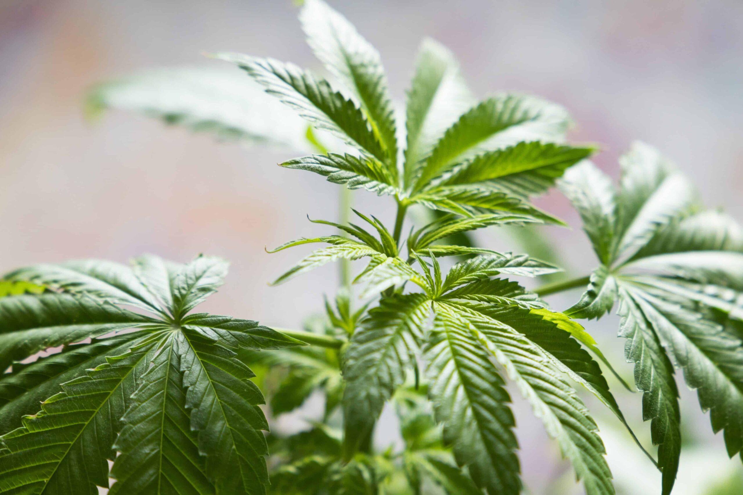 Avoid ‘Diet Weed,’ Johns Hopkins Expert Says