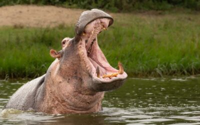 Pablo Escobar’s Hippos Have Been Running Amok So Colombia Is Going To Kill, Sterilize Some