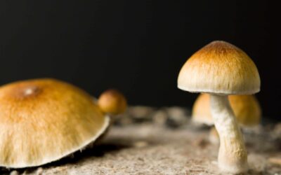Wisconsin Lawmakers Push To Improve Veterans’ Access to Magic Mushrooms