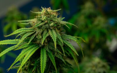 Israel-based Software Company Shares Data on Increased Medical Cannabis Patient Count