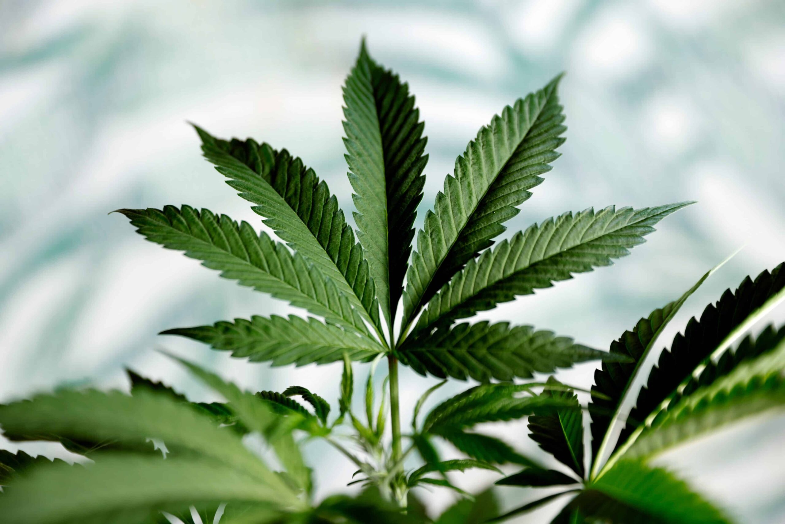 Virginia Judge Rejects Injunction on Law Limiting Delta-8, Total THC in Hemp Products