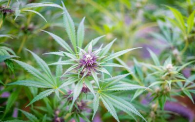 Mississippi Cannabis Provider Sues For Right To Advertise