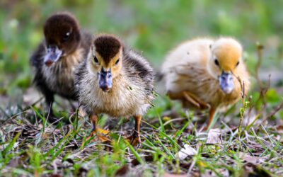 Concerned Neighbors Complain About Ducks Working on Vermont Cannabis Farm