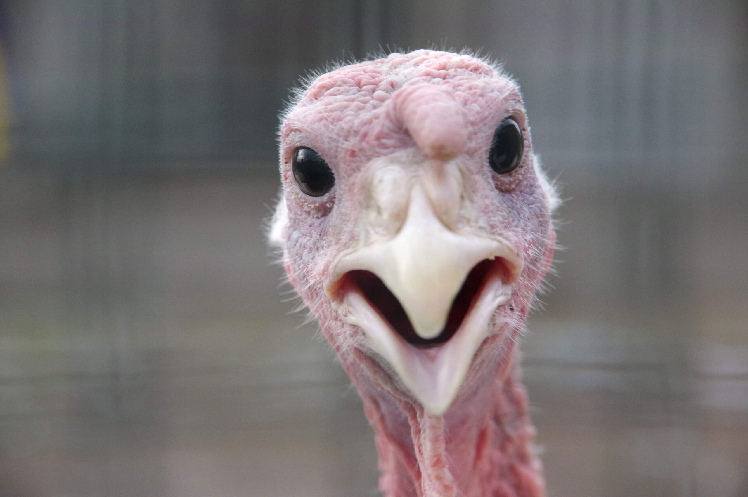 Dispensaries Donate Thousands of Free Turkeys for Thanksgiving