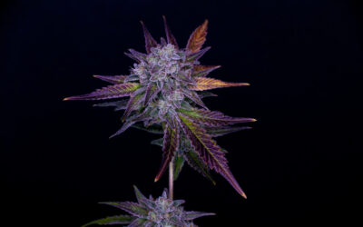 First Round of Cannabis Justice Reinvestment Grants Announced in Arizona