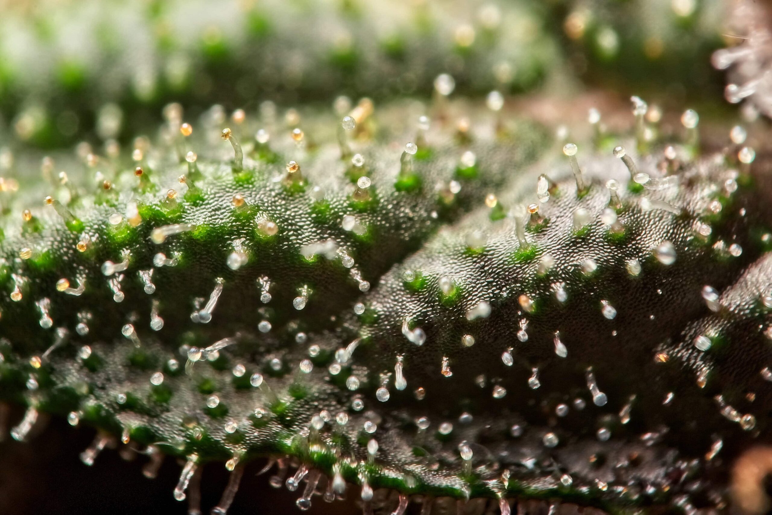 Nova Scotia Medical Cannabis Advocate Targeted by Canada Revenue Agency