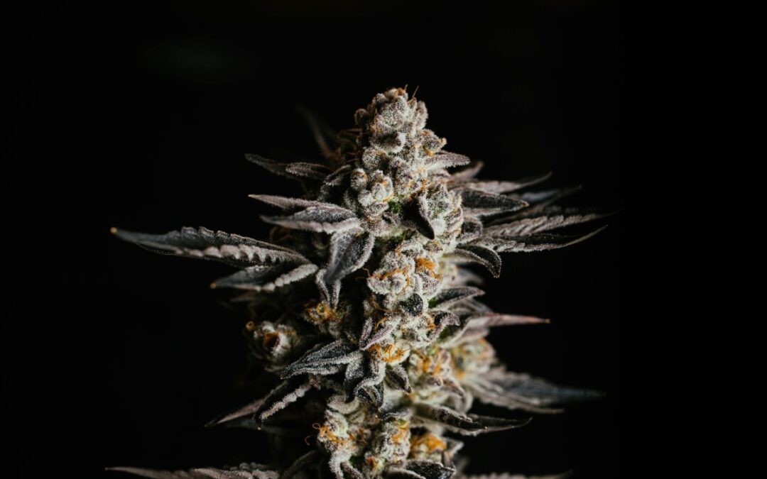 Health for Life Celebrates A Decade in Arizona