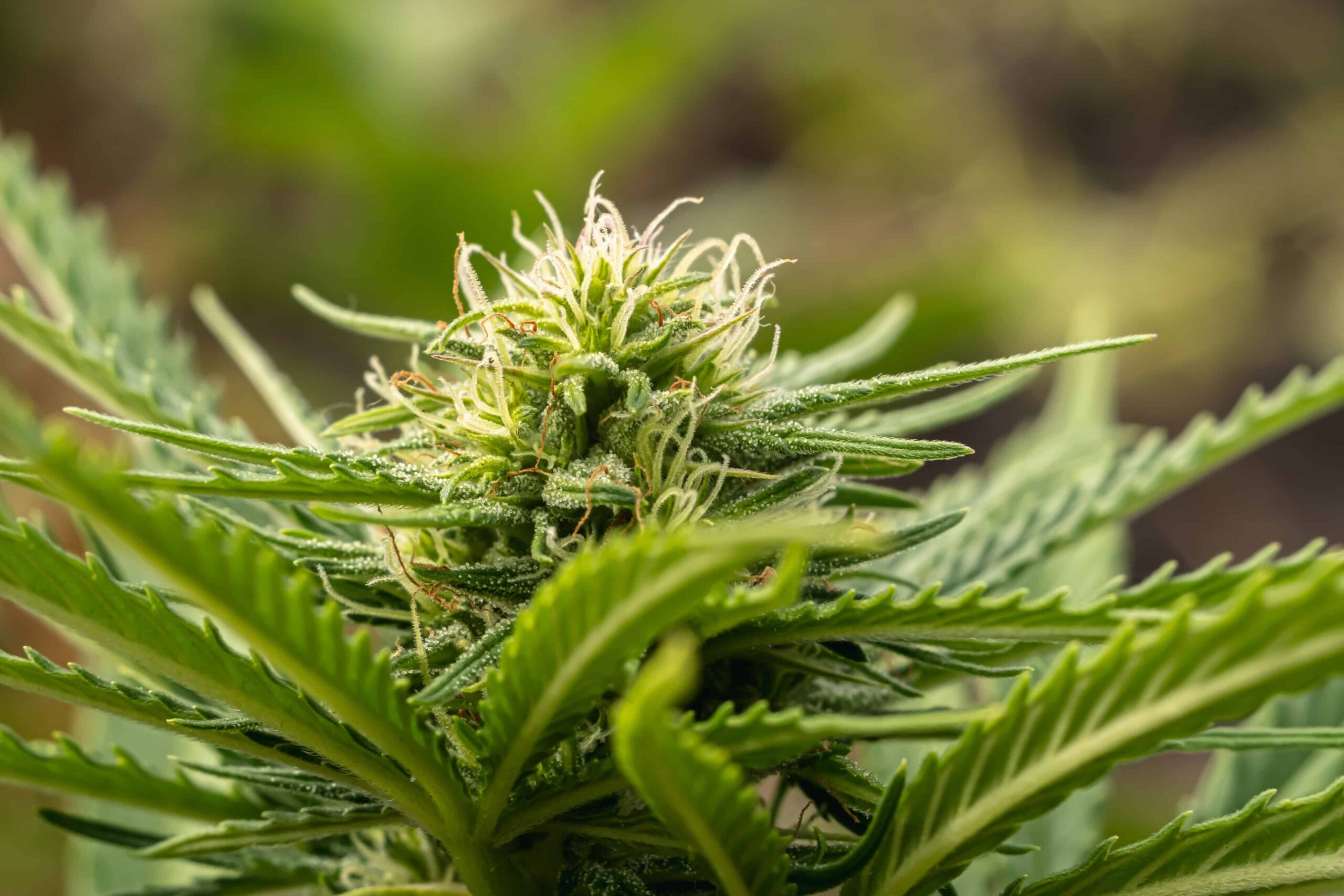 California Cop Applicants Won’t Be Asked About Prior Pot Use