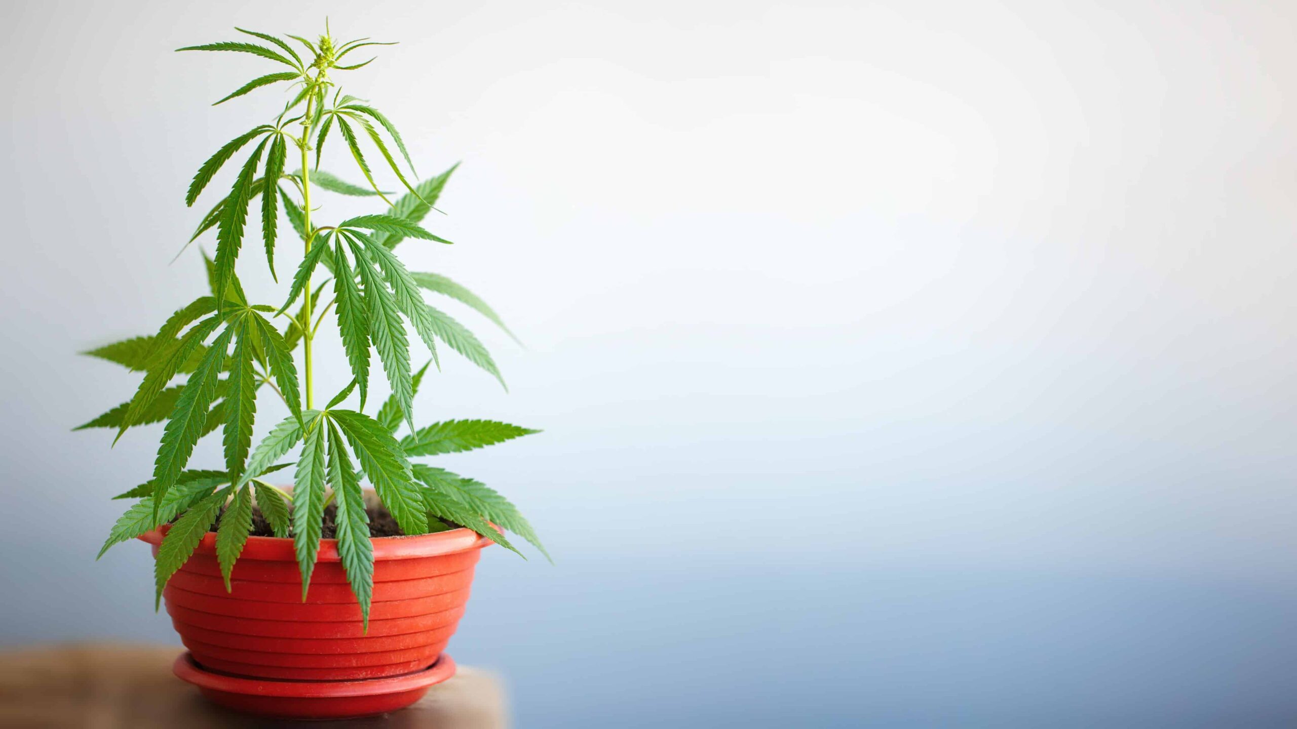 Florida Activists Withdraw Medical Cannabis Home Grow Initiative
