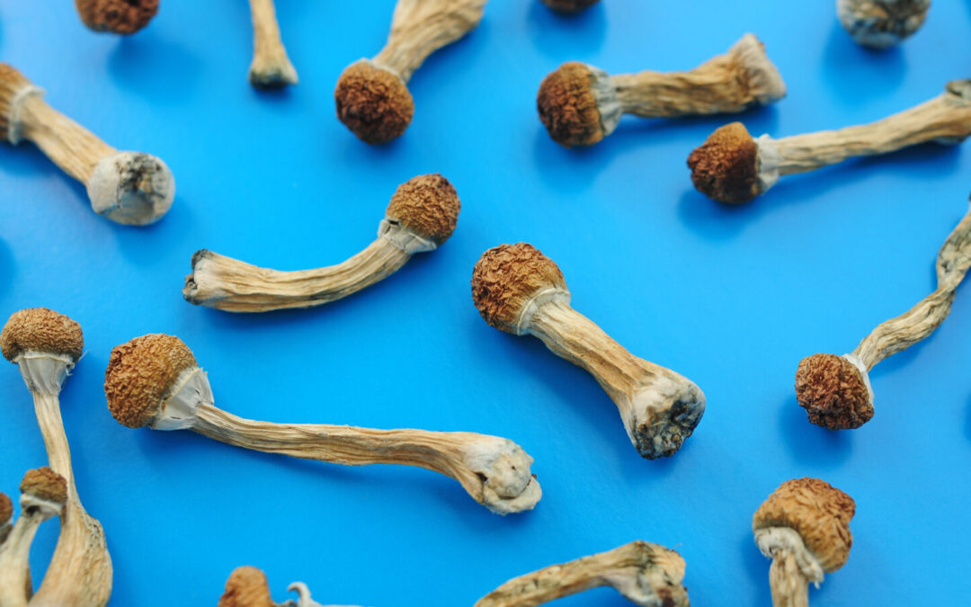 Over 700 People Legally Tripped Shrooms in Oregon This Year