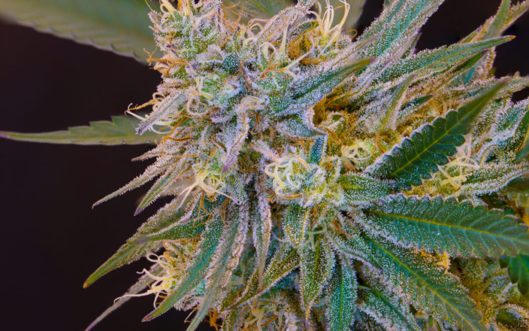 Colorado Institute of Cannabis Research To Embark on Six New Cannabis Studies