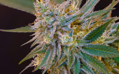 Colorado Institute of Cannabis Research To Embark on Six New Cannabis Studies