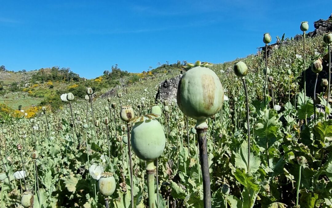 Myanmar Surpasses Afghanistan as World’s Largest Opium Producer