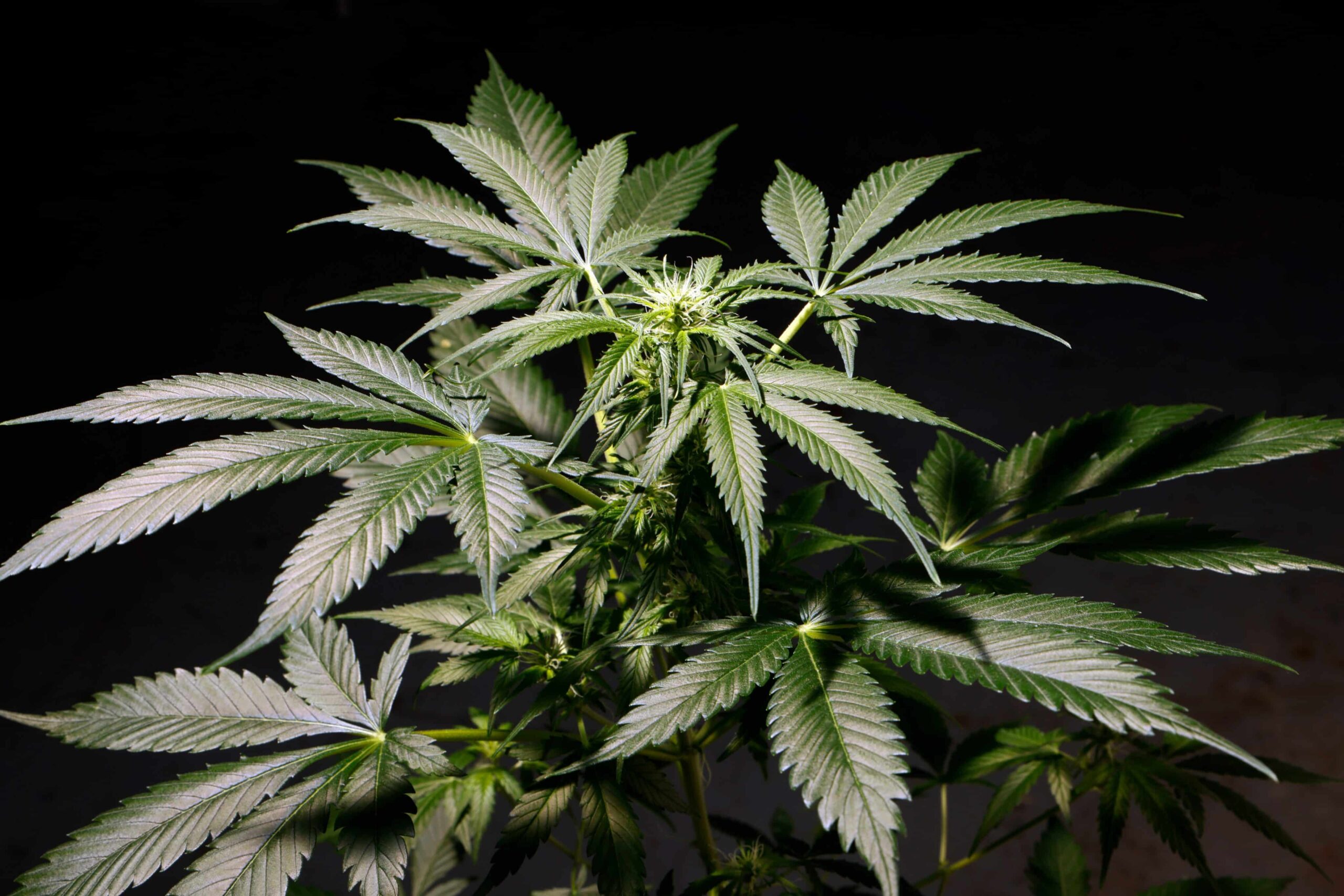 Mississippi Retailers Caught Selling Weed Disguised as Hemp Products