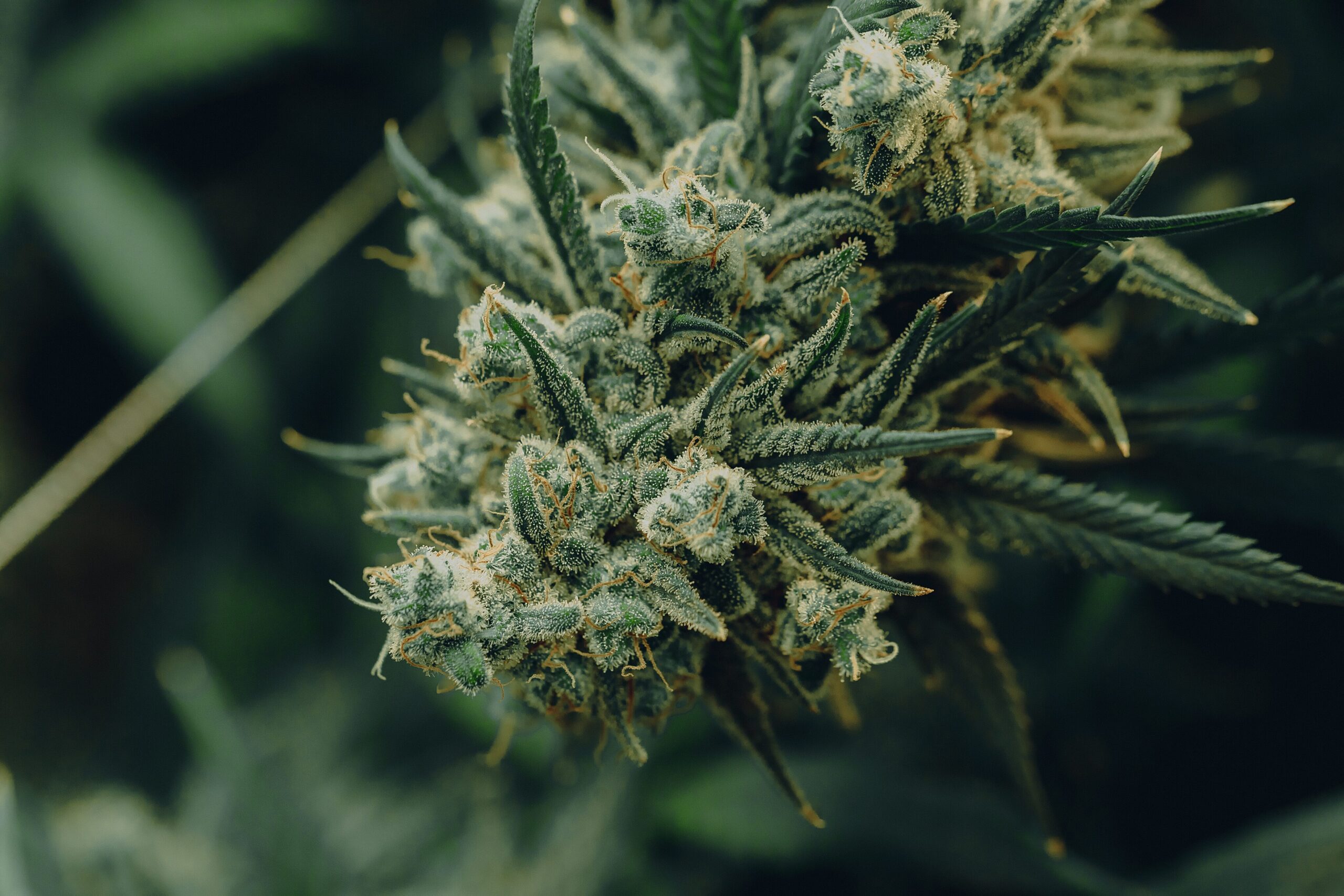 Nebraska Advocates Report Progress, Continue Collecting Signatures for 2024 Medical Cannabis Ballot