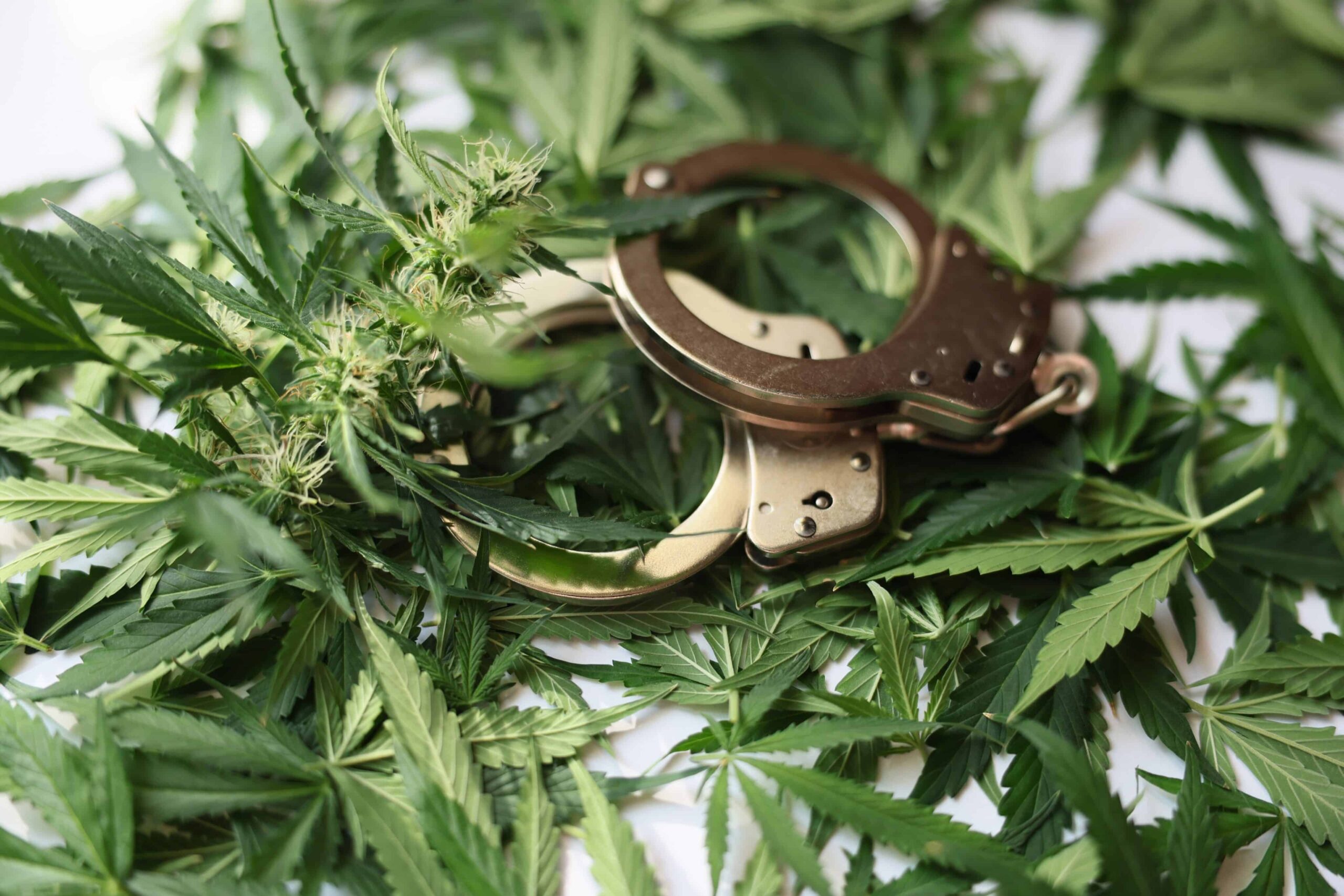 Denver Cops Bust 23 Suspects Accused of Dispensary Burglaries