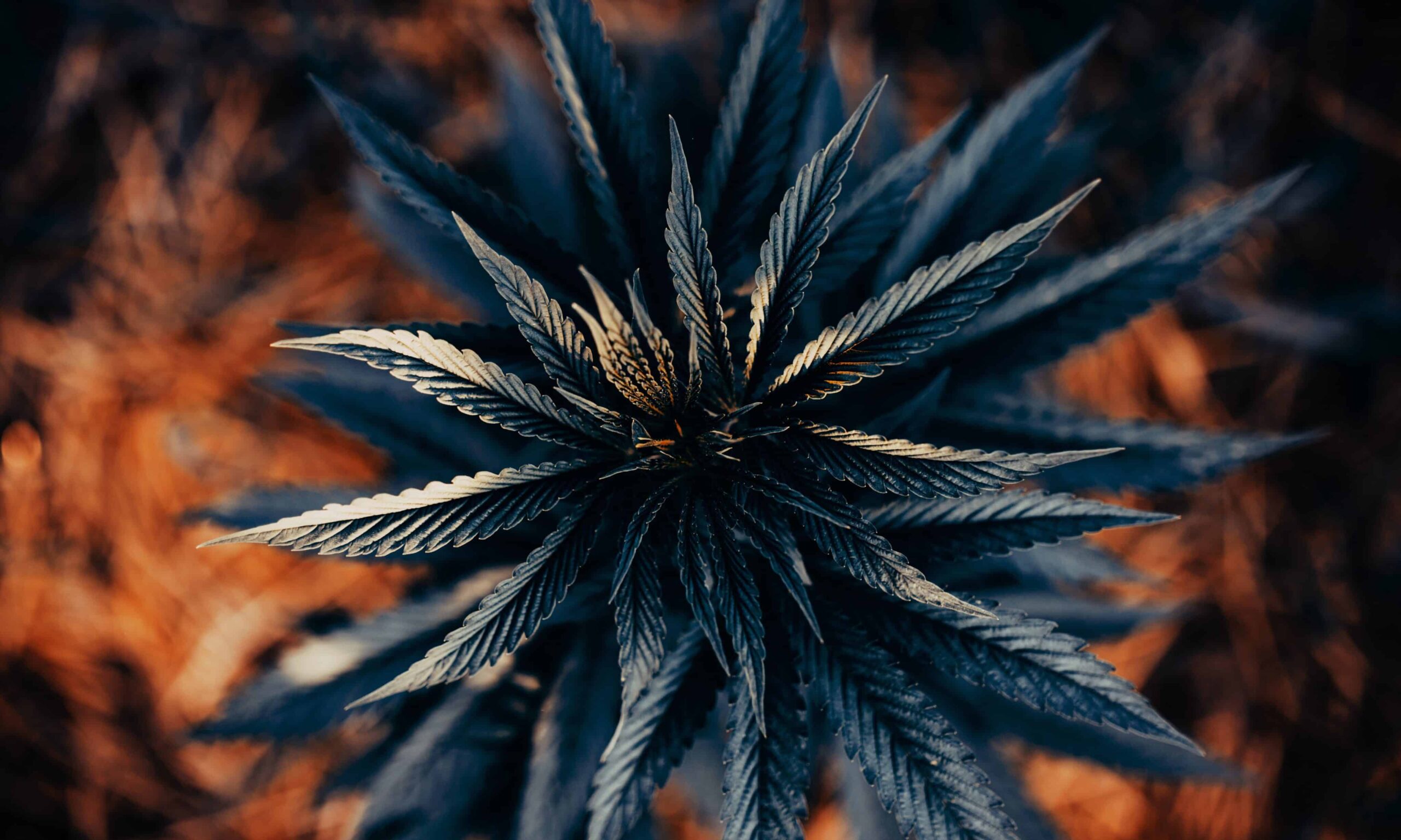 New York Details Latest Efforts To Crack Down on Unlicensed Weed Businesses