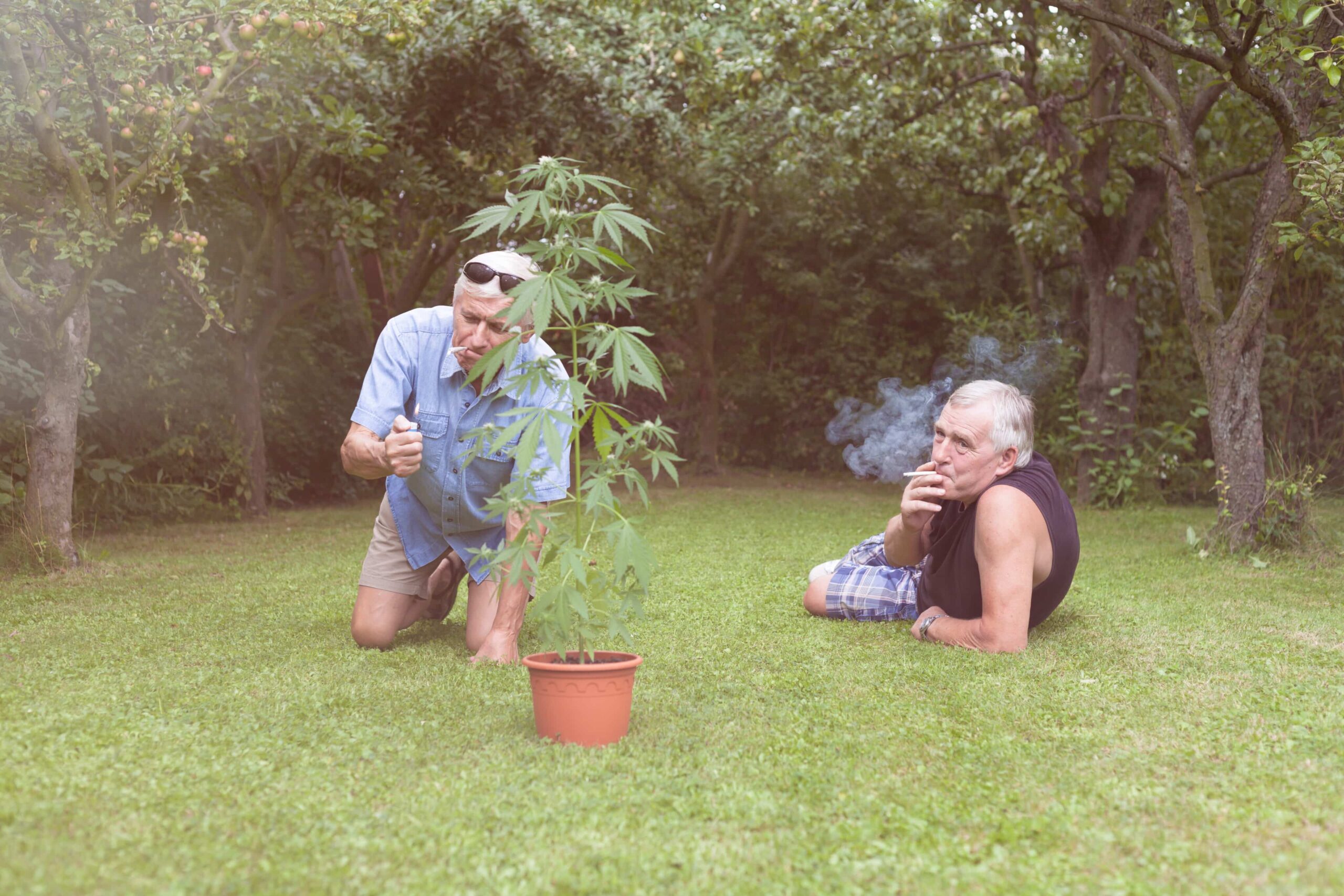 More Than 10% of Older Americans Have Used Cannabis in the Last Year