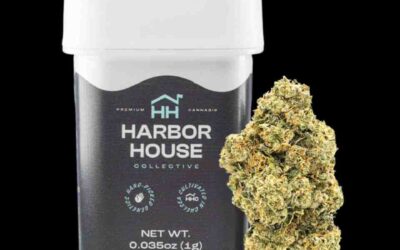 The Winners of the High Times Cannabis Cup Massachusetts: People’s Choice Edition 2023