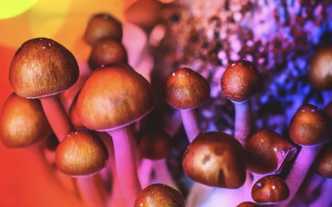 Psilocybin Treatment Bill Proposed in Hawaii