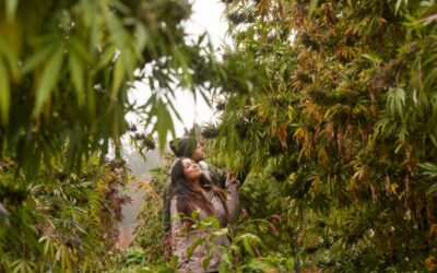 Sun Roots Farm: regenerative agriculture and the art of growing colossal cannabis plants