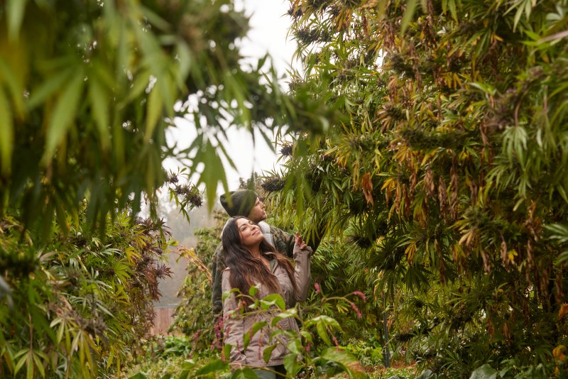 Sun Roots Farm: regenerative agriculture and the art of growing colossal cannabis plants