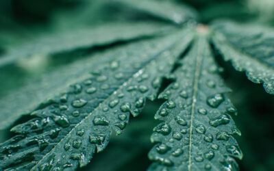 HHS Releases Unredacted Letter Confirming Agency’s Recommendation to DEA to Reclassify Marijuana to Schedule III