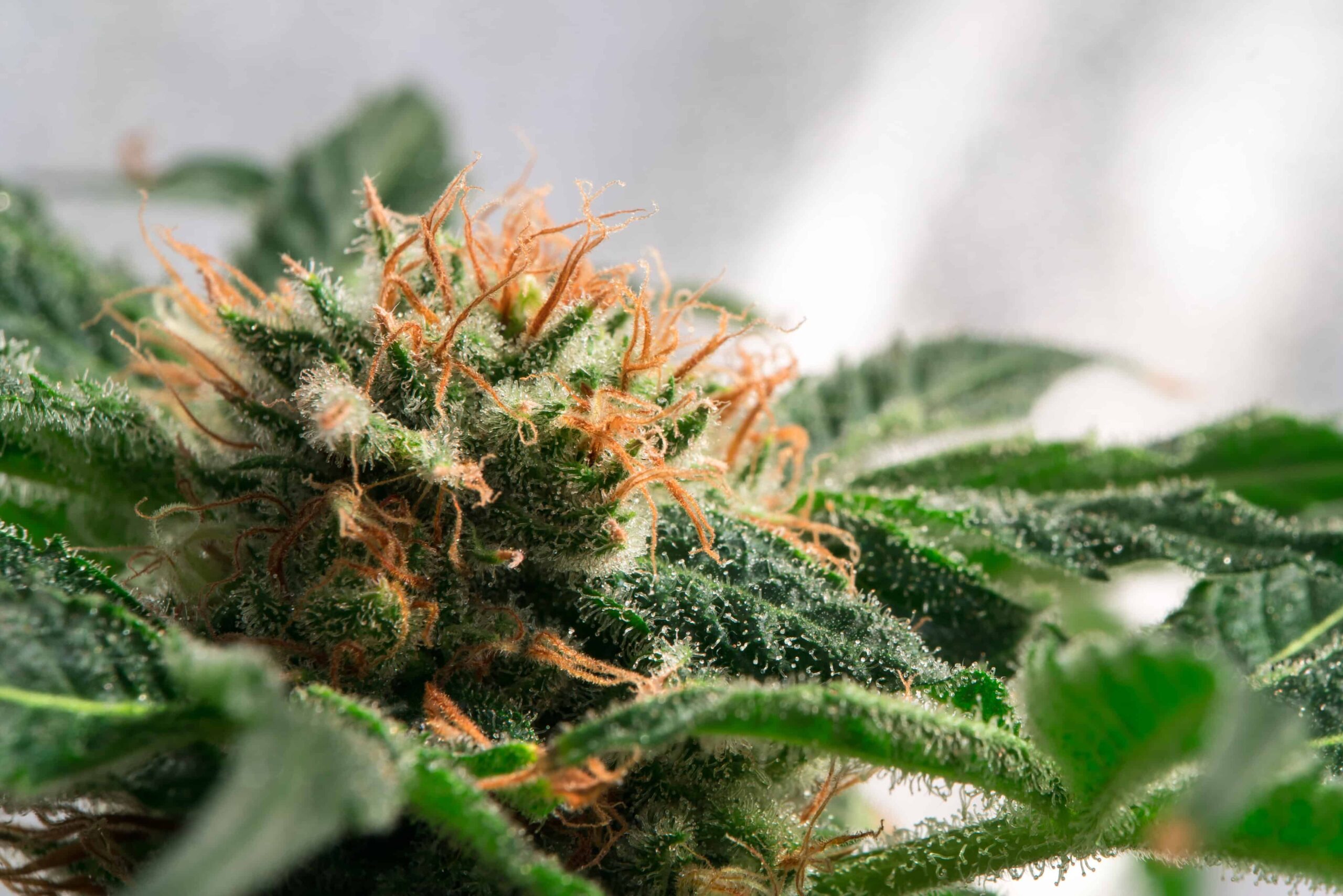 South Dakota Legislators Shut Down Bill Restricting Medical Cannabis Access for Patients