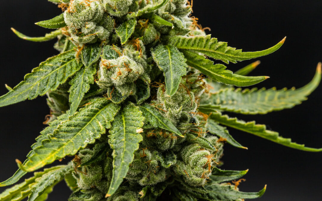 Two Navajo Tribe Members Charged for Operating Illegal Cannabis Cultivation in New Mexico
