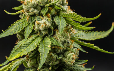 Two Navajo Tribe Members Charged for Operating Illegal Cannabis Cultivation in New Mexico