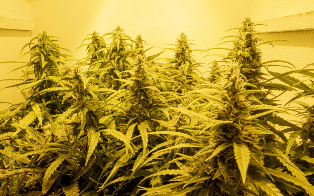 California Agency Announces Illegal Cannabis Seizure Data from 2023