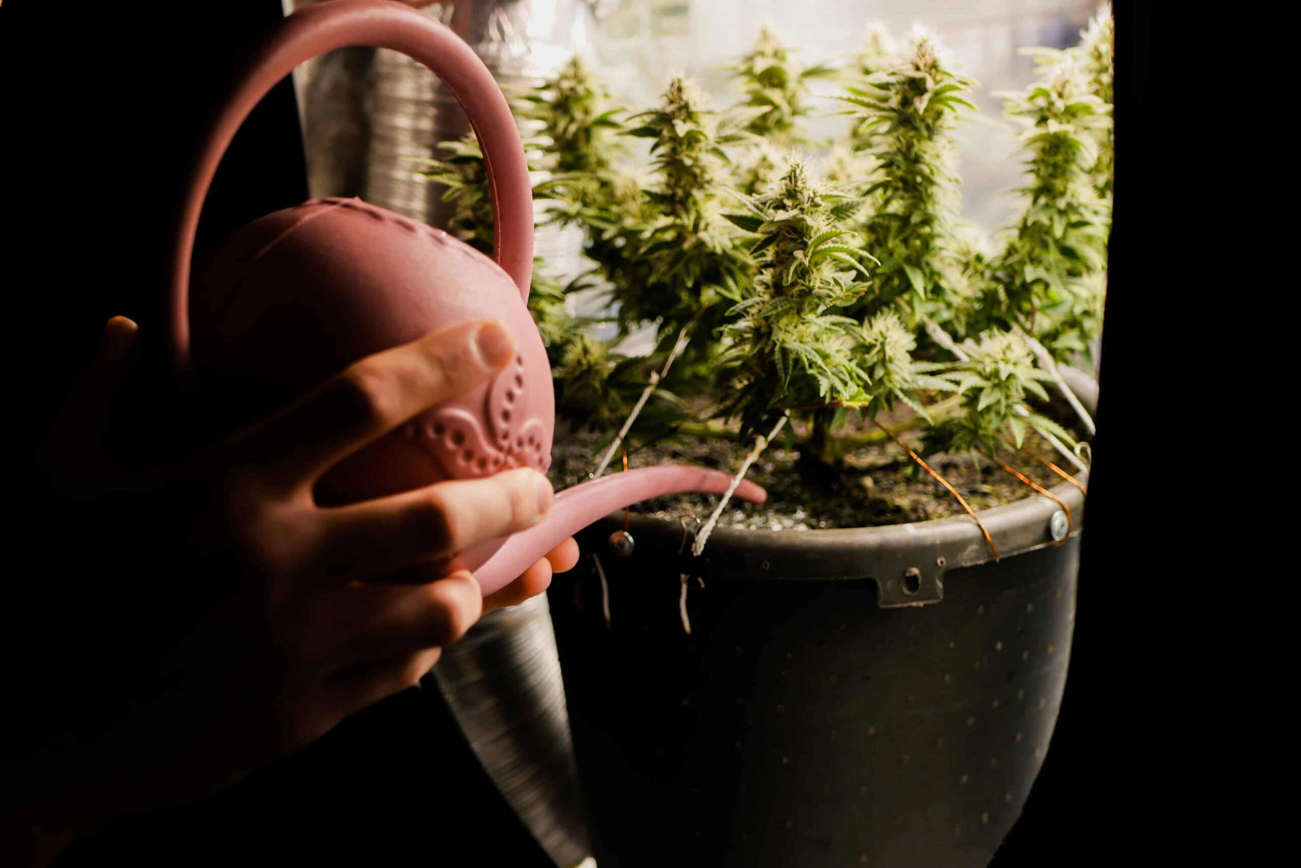 Arkansas Initiative Would Ease MMJ Program Restrictions, Introduce Rec Trigger Law