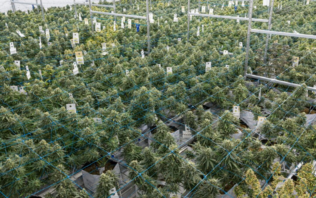New Mexico Regulators Revoke Licenses for Two Cannabis Farms