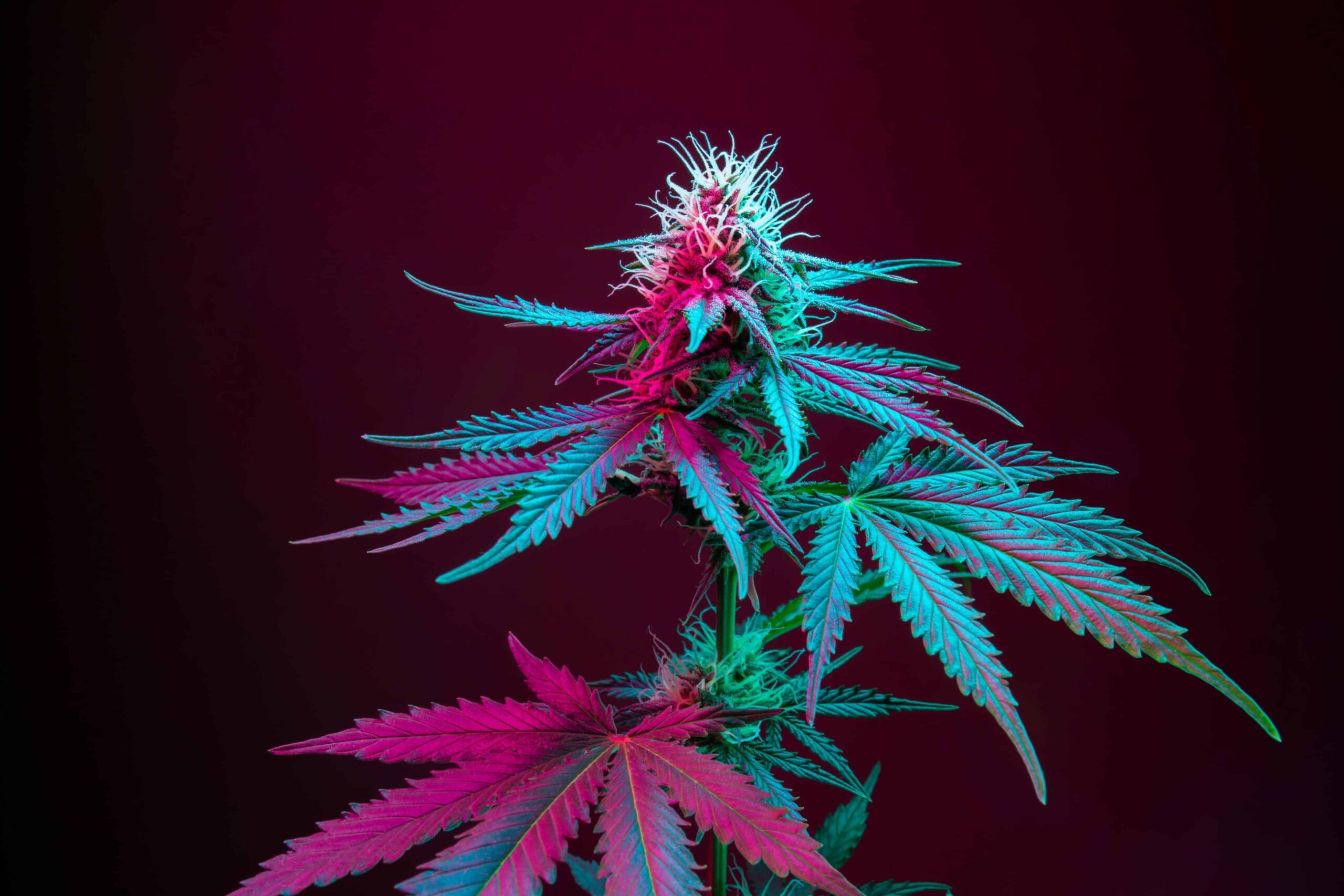Long Beach, California To Slash Pot Taxes in Half for Stores in Good Standing