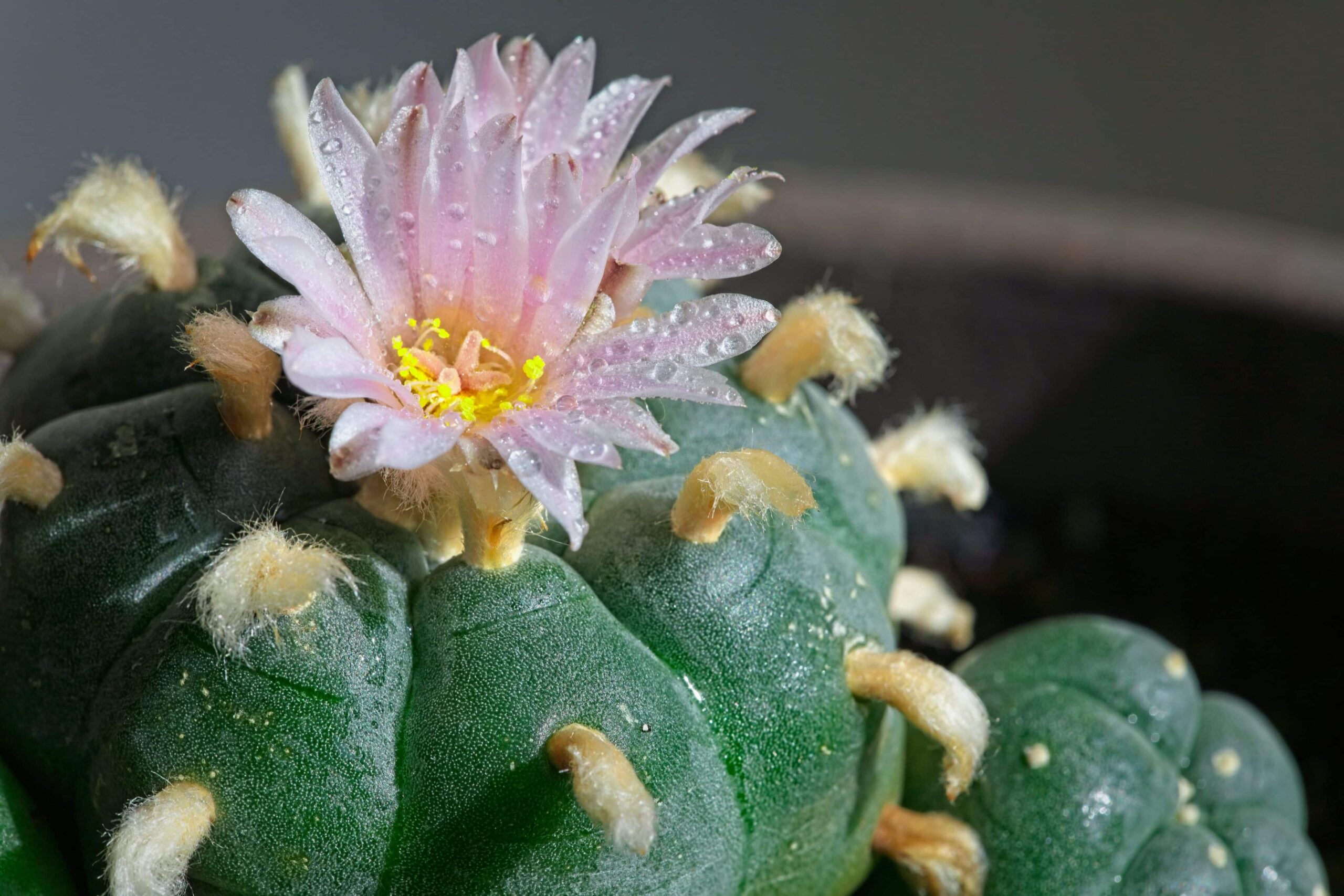 ‘Peyote Crisis’ Threatens Sacred Native American Ceremonies